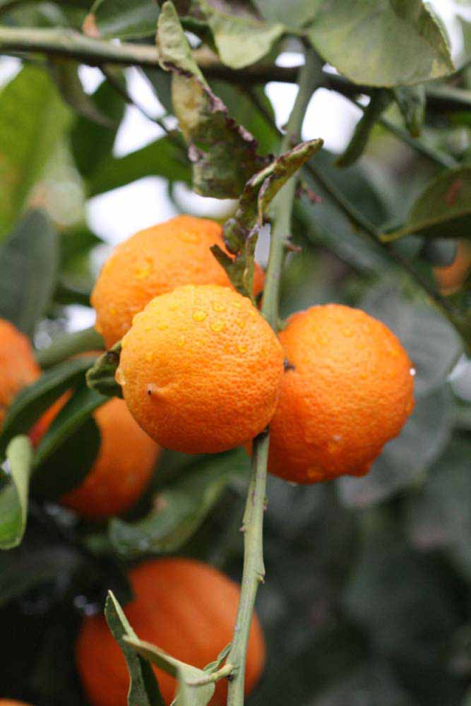            Fruit (Sniff, Riverside, CA)   